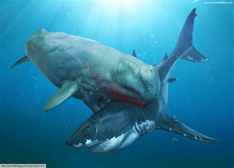 megalodon vs leviathan|MEGALODON vs. LIVYATAN: The Ultimate Battle .